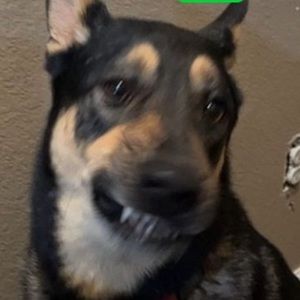 Meet your Posher, Rat